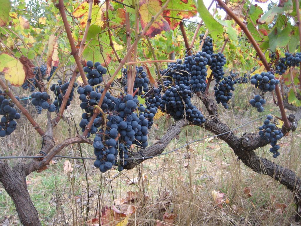Quinta Do Mineiro-Serra Da Estrela Matanca 객실 사진